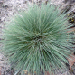 Corynephorus Canescens Spiky Blue - во саксија Ø12